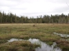 Wetland between Sunshine and Muskrat Ponds